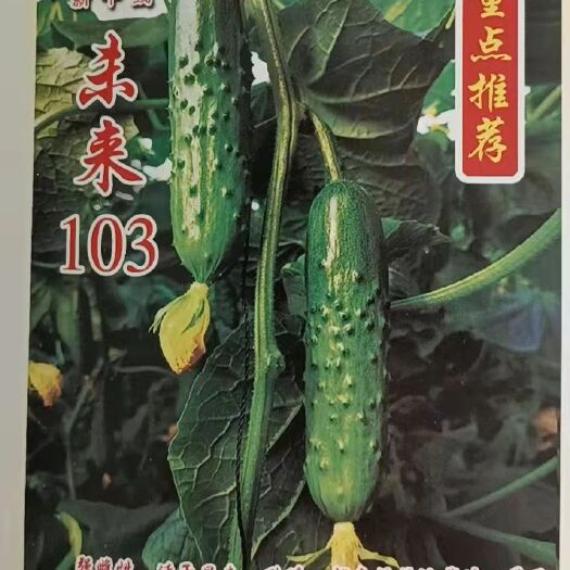 旱黄瓜苗 未来103大刺苞旱黄瓜嫁接苗 绿肉 瓜长15厘米