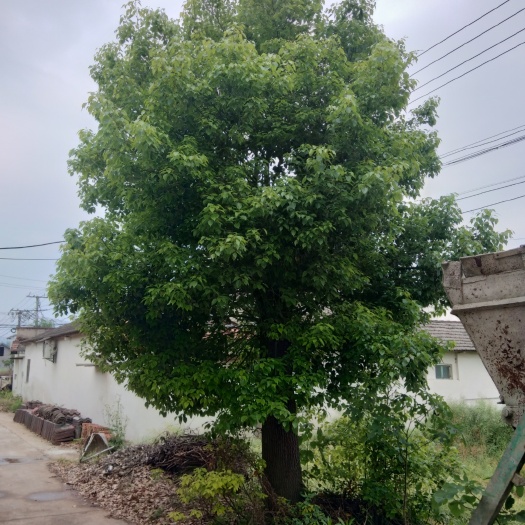当阳市香樟树各种规格