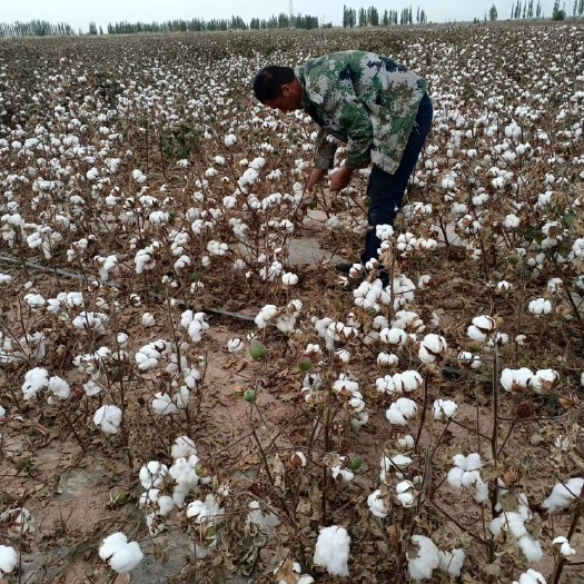 阿克苏市新疆阿克苏农一师六团2023一级优质棉花