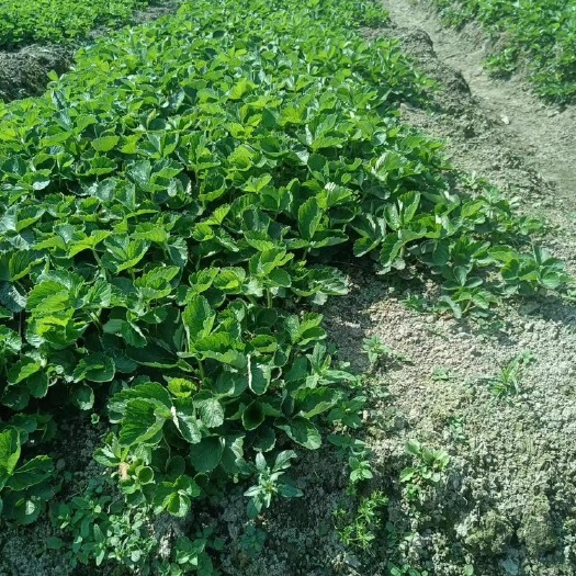 兴安县草莓苗，甜茶理，红颜，秒七