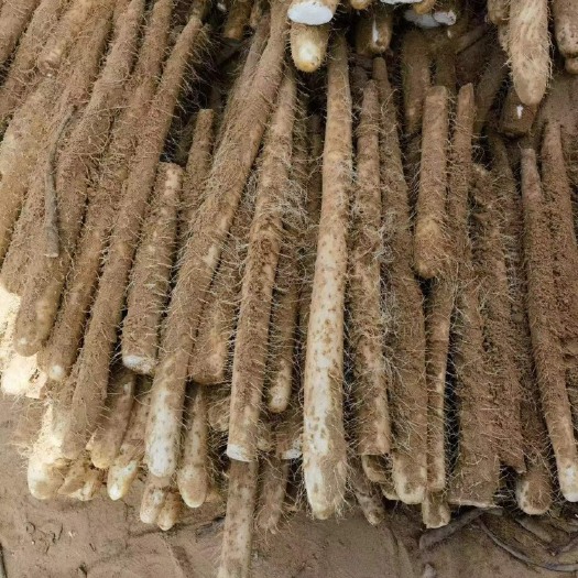 榆林新出品白玉山药