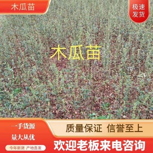 苍溪县四川广元产地直售:光皮木瓜苗