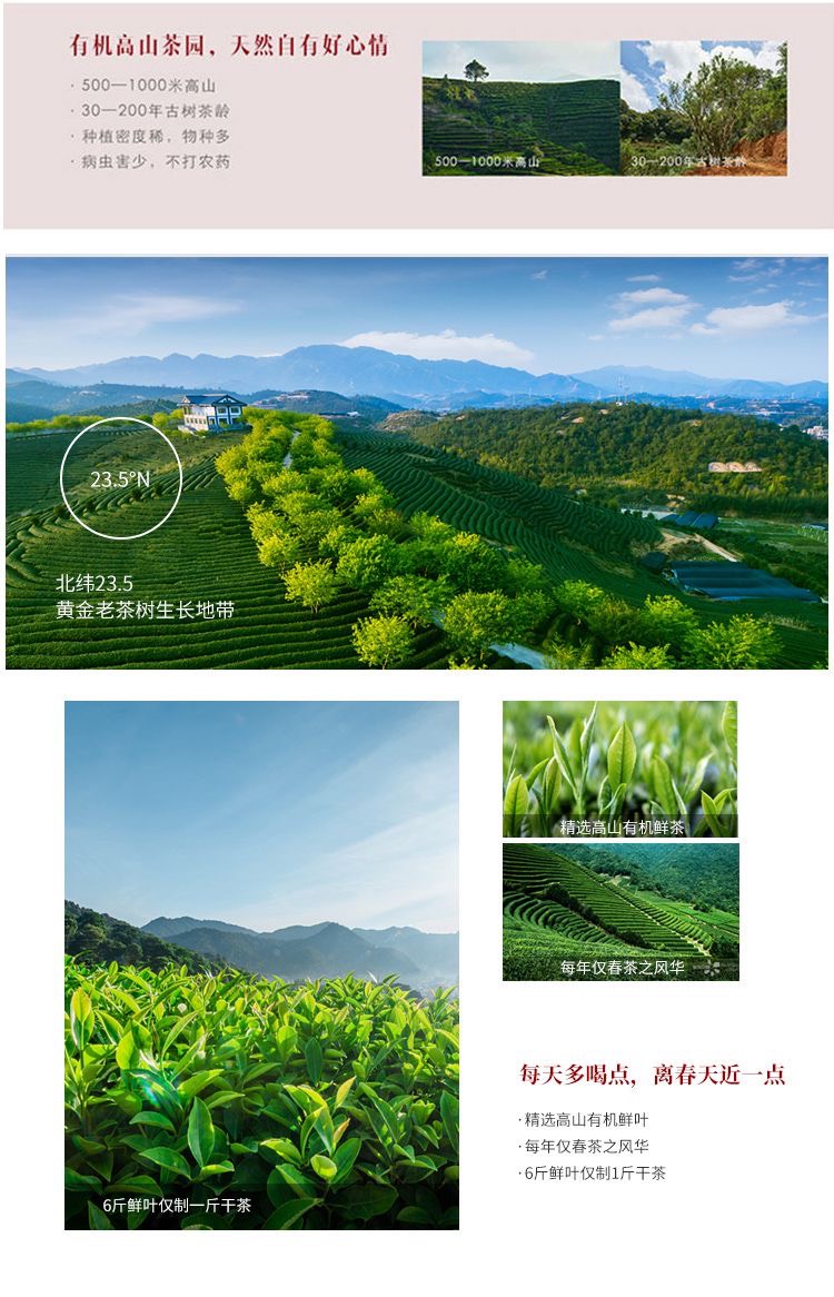 2024新茶凤凰单丛乌龙茶蜜兰香浓香型耐冲泡礼盒送礼500g