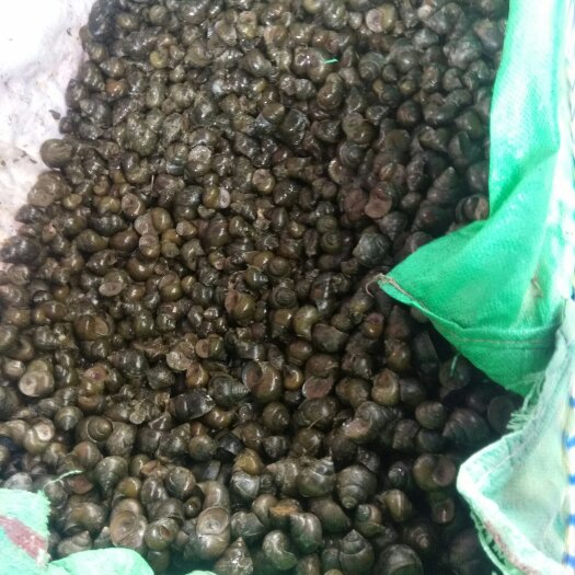 北京田螺石螺，大量批发，新鲜，甜甜。