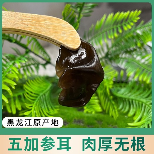 哈尔滨黑木耳