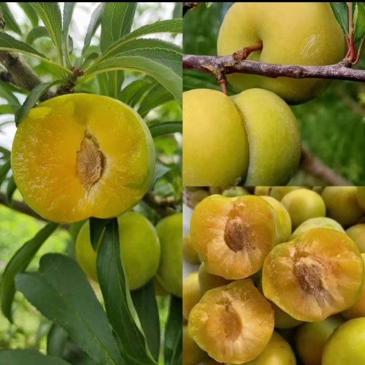 南阳蜂糖李树苗 纯甜离核 保证品种假一赔十