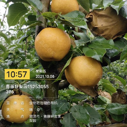 菏泽精品大果金果梨晚秋黄梨