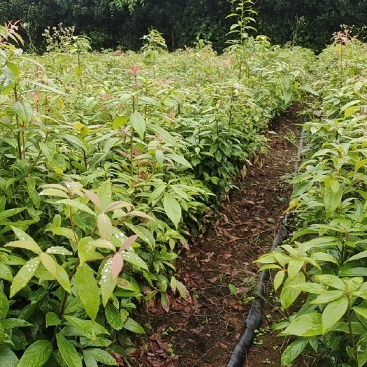 阳朔县金丝楠木小苗，楠木小苗，场地供应