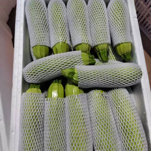 元谋县西葫芦