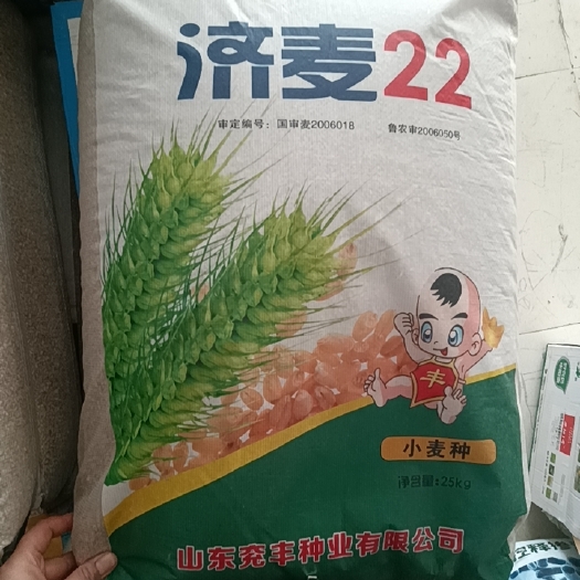 金乡县济麦22抗冻抗病抗倒伏