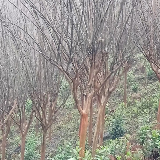 北流市紫薇(小叶)
