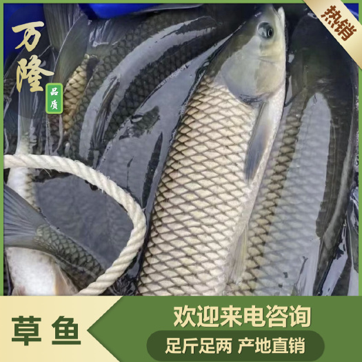 武汉草鱼