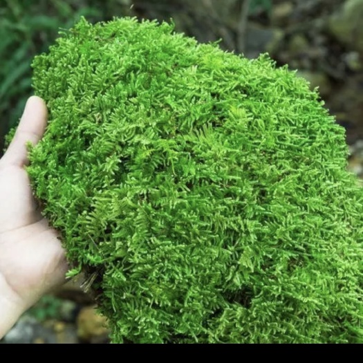 昆明青苔草坪
