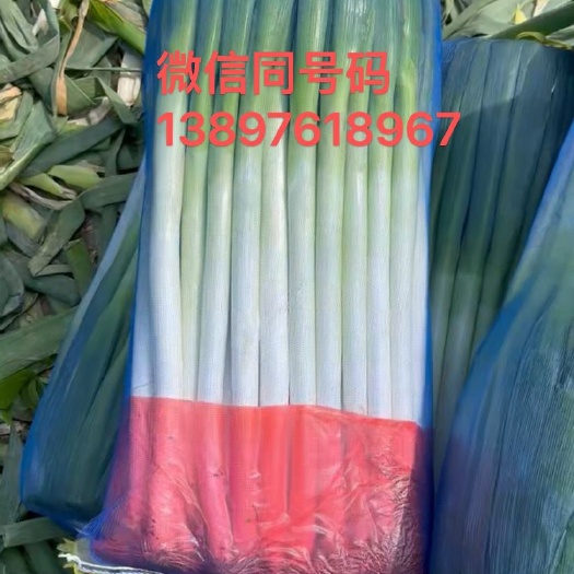 西宁精品大葱