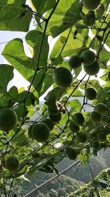 恭城县罗汉果