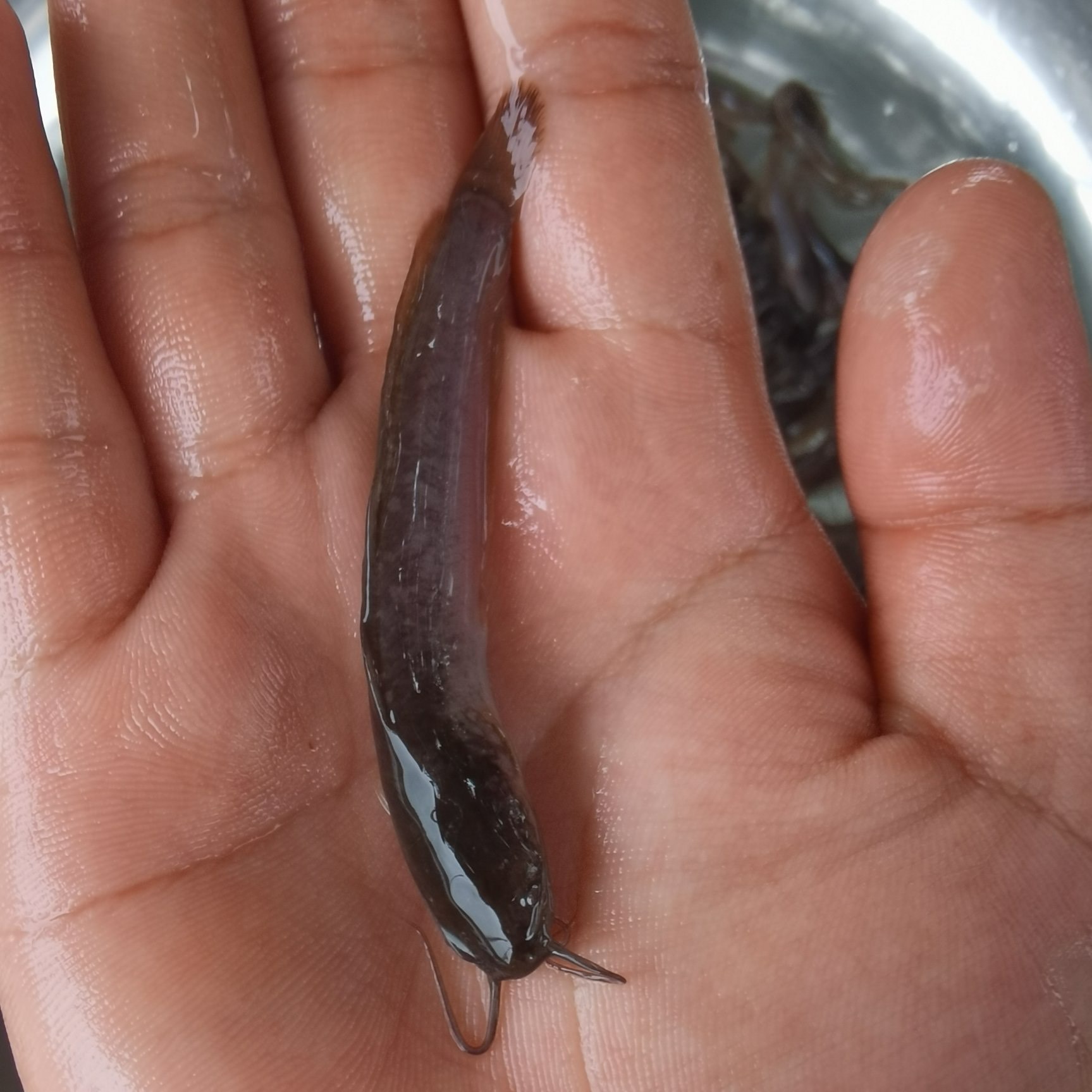 埃及鱼苗、福建埃及鱼苗、埃及塘角鱼苗、埃及塘鲺鱼苗