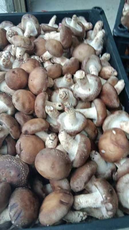 随县蘑菇 装框大量有货