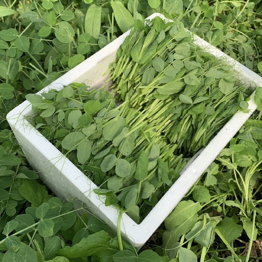 成都豌豆尖种植户精品豌豆尖掐得短