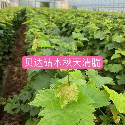 迁安市葡萄苗