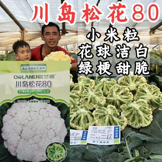 松花菜种子川岛松花80松花春秋两用型花球洁白口感脆甜松花种子