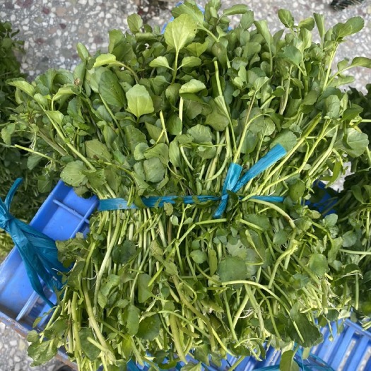 博白县现有西洋菜种苗大量出售旱改水优选！