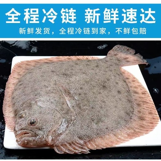 鲜活多宝鱼新鲜比目鱼大菱鲆海鲜鱼类批发包邮水产冷冻海鲜
