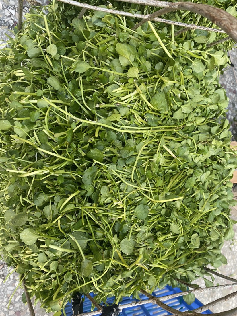 現(xiàn)有西洋菜種苗大量出售旱改水優(yōu)選！