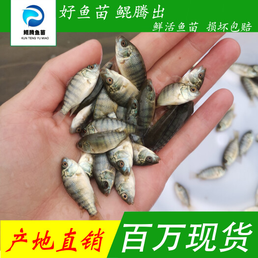 广州罗非鱼鱼苗 特大种罗非鱼苗 广东基地直发 价格优惠