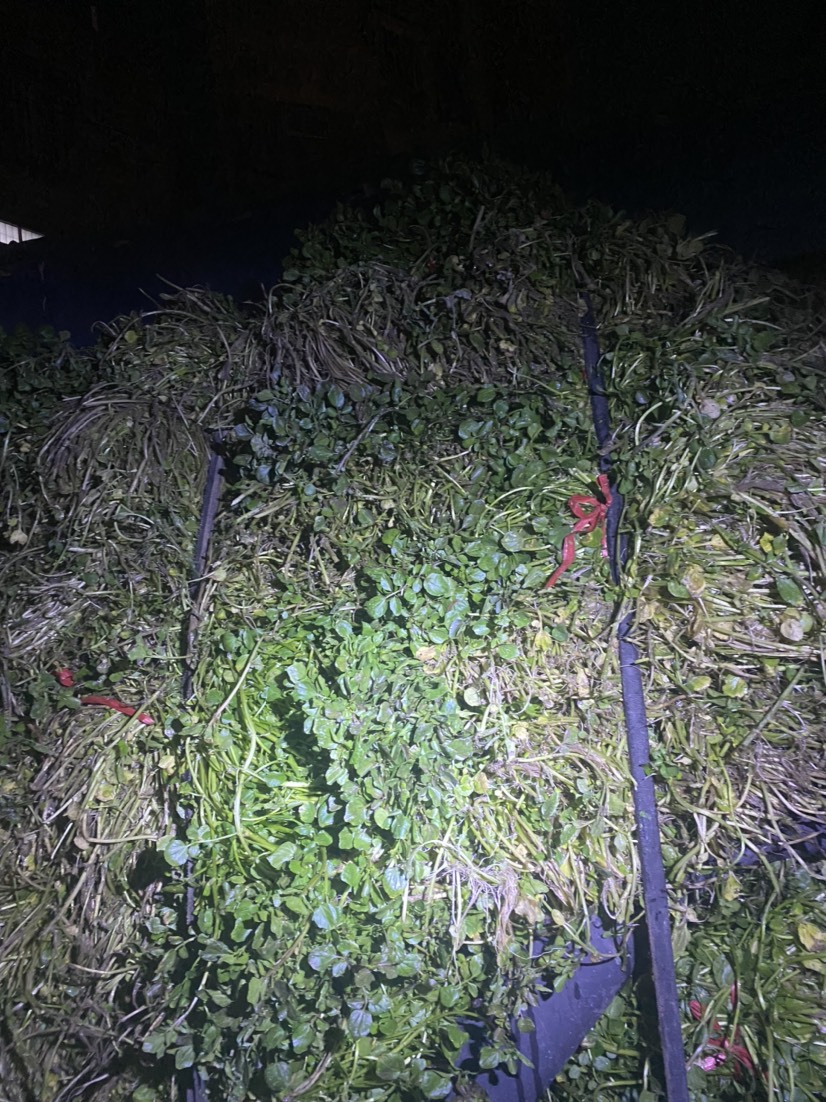 現(xiàn)有西洋菜種苗大量出售旱改水優(yōu)選！