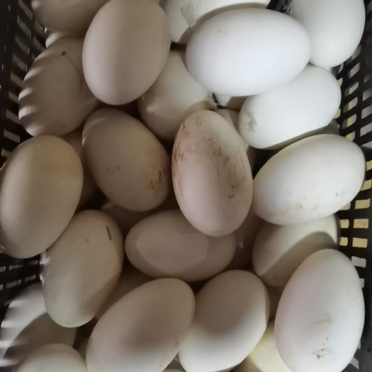 哈尔滨毛蛋实蛋，
