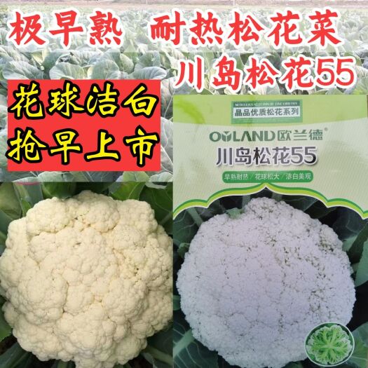 松花菜种子川岛松花55松花极早熟花菜新品种生长快速花椰菜种子