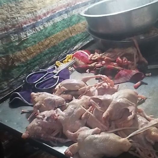 吐鲁番鸽子