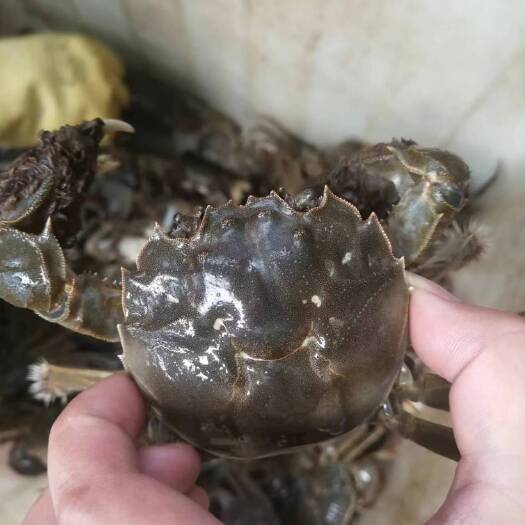 武汉35母2.9-3.1两