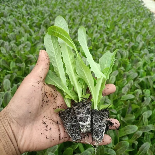 通海县紫叶莴笋苗