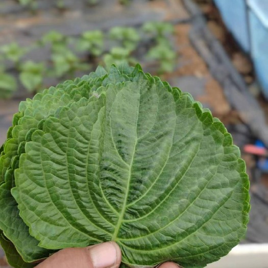 朝阳自己家种植的苏子叶 12个大棚 现要现摘