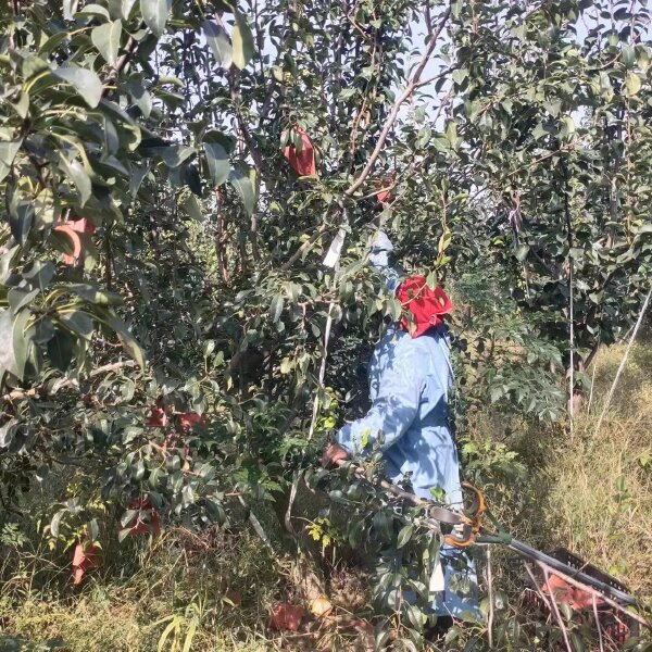 山东菏泽梨园种植基地丑梨