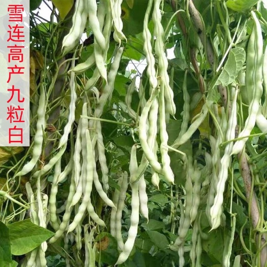 祁东县四季豆种子高产特级九粒白春秋季白芸豆四季豆蔬菜种籽