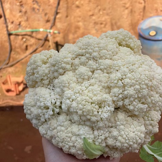永善县昭通出货的花菜。散花，白杆，青杆都有货。套袋