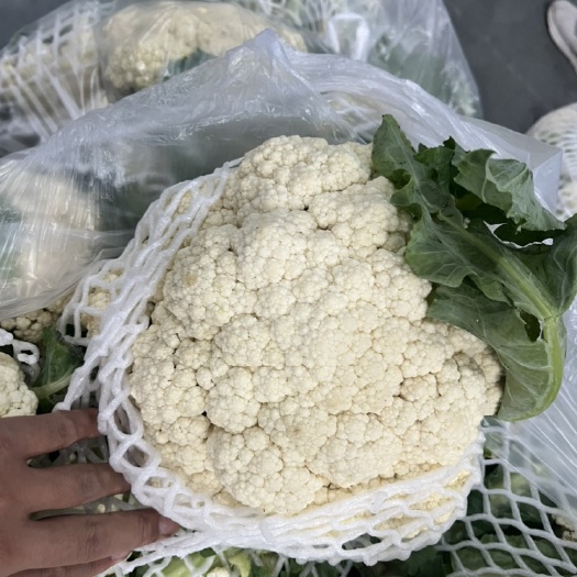精品花菜，电商市场加工厂均可用