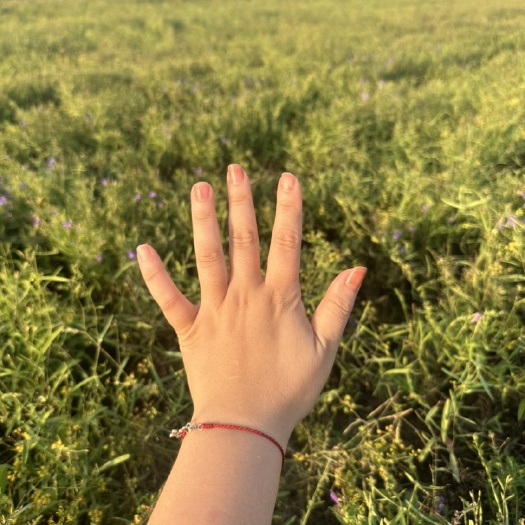 稷山县黄芩，鲜黄芩，干黄芩，黄芩切片，需要的老板联系