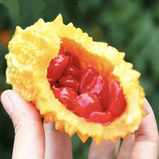 新沂市金铃子赖葡萄癞葡萄红娘自产自销电商拿货一件代发苦瓜热销绿色