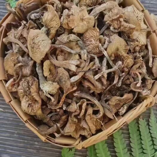 长白山特产野生榛蘑