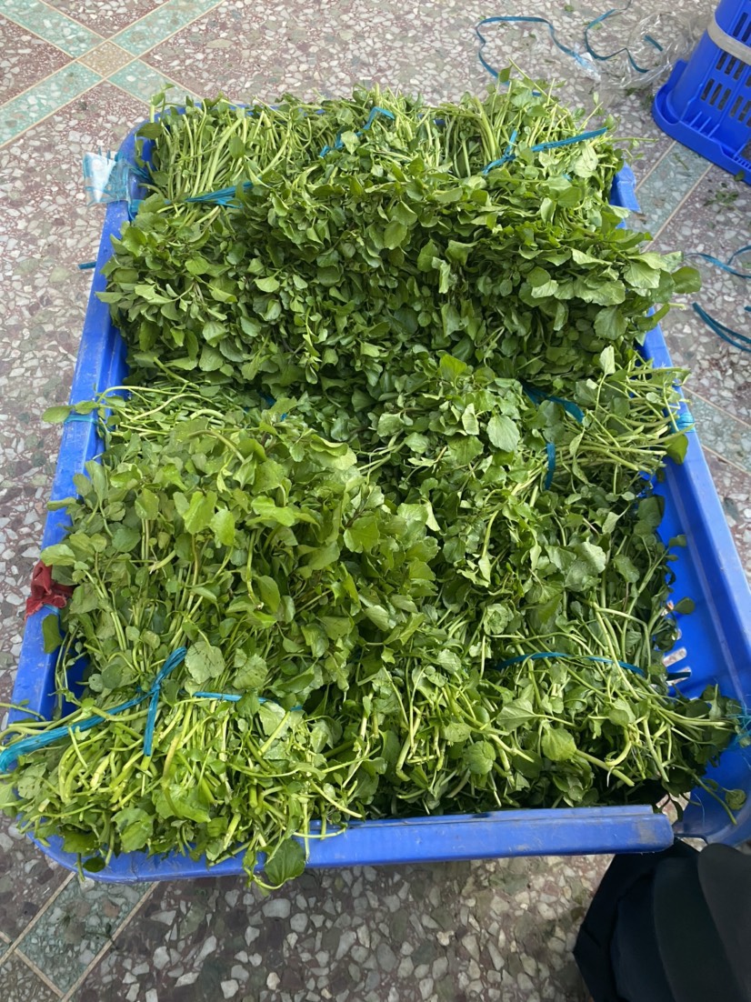 現(xiàn)有西洋菜種苗大量出售旱改水優(yōu)選！