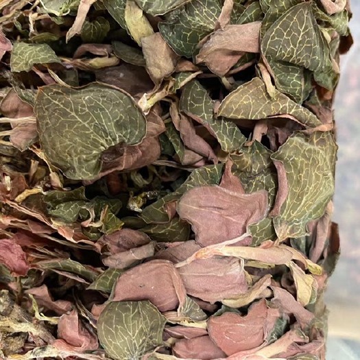 广州金线莲