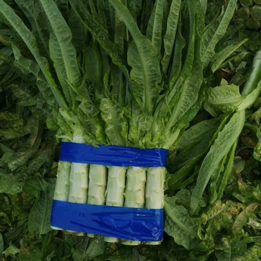 郯城县山东郯城红尖叶香莴苣，一手货源，全国代发，
