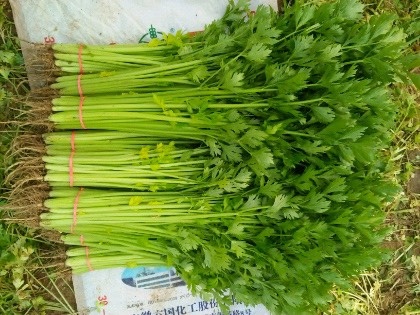 滨州大量优质山芹上市，源头产地，欢迎咨询。