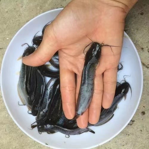 埃及鱼苗、福建埃及鱼苗、埃及塘角鱼苗、埃及塘鲺鱼苗