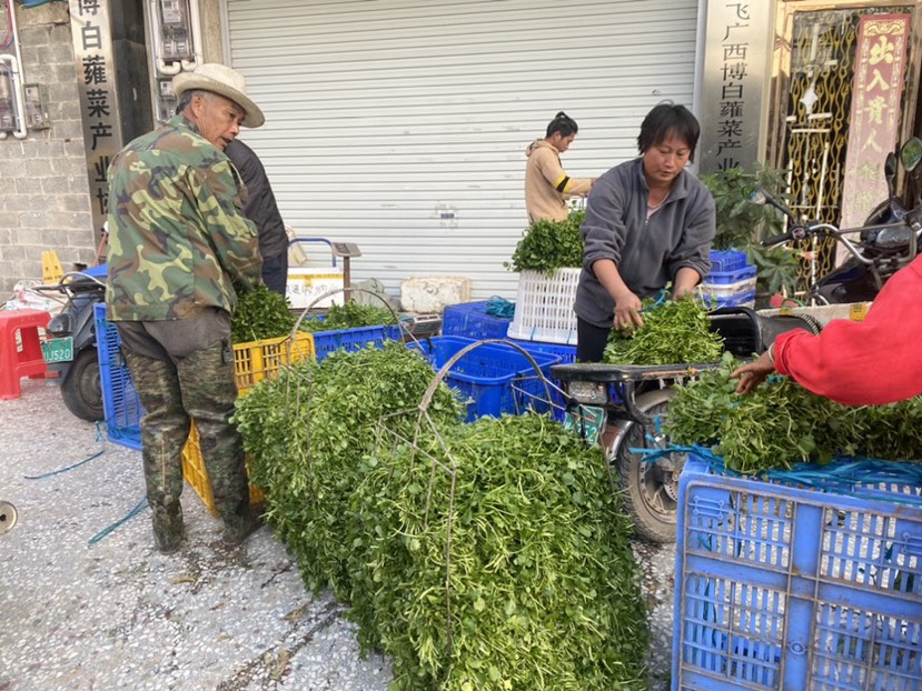 現(xiàn)有西洋菜種苗大量出售旱改水優(yōu)選！