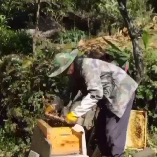 贵定县农家土蜂蜜散养蜜蜂自然踩蜜