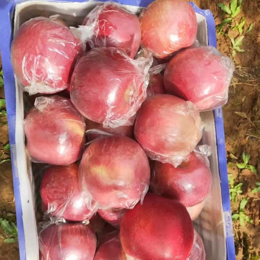 礼泉县陕西礼泉红苹果